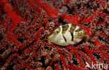 Valentinni’s sharpnose puffer (Canthigaster valentini)