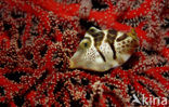 Valentinni’s sharpnose puffer (Canthigaster valentini)