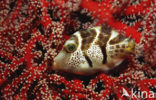 Valentinni’s sharpnose puffer (Canthigaster valentini)