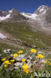 Arnica (Arnica montana)