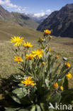 Arnica (Arnica montana)