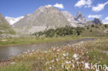 Veenpluis (Eriophorum angustifolium)