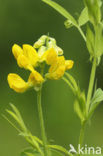 Meadow Vetchling (Lathyrus pratensis)