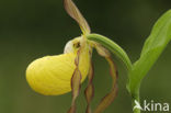 Lady’s slipper (Cypripedium calceolus)