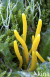 Verblekende knotszwam (Clavulinopsis luteoalba) 