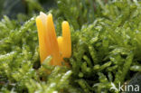 Verblekende knotszwam (Clavulinopsis luteoalba) 
