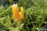 Clavulinopsis luteoalba