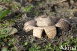 Viltige aardster (Geastrum saccatum) 