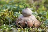 Viltige aardster (Geastrum saccatum) 