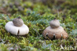 Viltige aardster (Geastrum saccatum) 