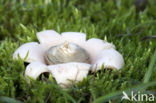 Viltige aardster (Geastrum saccatum) 