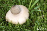 Viltige aardster (Geastrum saccatum) 