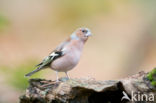 Chaffinch (Fringilla coelebs)