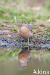 Chaffinch (Fringilla coelebs)