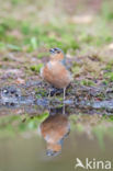 Vink (Fringilla coelebs)