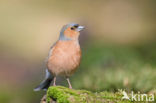 Vink (Fringilla coelebs)