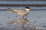 Common Tern (Sterna hirundo)