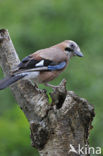 Vlaamse Gaai (Garrulus glandarius)