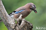 Vlaamse Gaai (Garrulus glandarius)