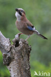 Eurasian Jay (Garrulus glandarius)