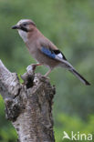 Vlaamse Gaai (Garrulus glandarius)