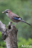 Vlaamse Gaai (Garrulus glandarius)