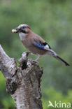 Eurasian Jay (Garrulus glandarius)