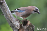 Vlaamse Gaai (Garrulus glandarius)