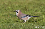 Vlaamse Gaai (Garrulus glandarius)