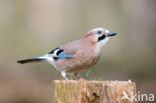 Vlaamse Gaai (Garrulus glandarius)