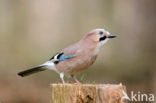 Vlaamse Gaai (Garrulus glandarius)