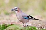 Vlaamse Gaai (Garrulus glandarius)