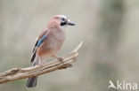 Vlaamse Gaai (Garrulus glandarius)