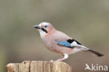 Vlaamse Gaai (Garrulus glandarius)