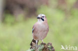 Vlaamse Gaai (Garrulus glandarius)