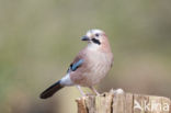 Vlaamse Gaai (Garrulus glandarius)