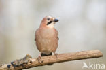 Vlaamse Gaai (Garrulus glandarius)