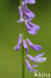 Vogelwikke (Vicia cracca)