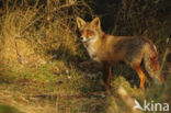 Vos (Vulpes vulpes)