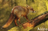 Vos (Vulpes vulpes)