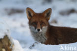 Vos (Vulpes vulpes)