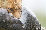 Fox (Vulpes vulpes)