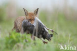 Fox (Vulpes vulpes)