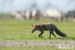 Vos (Vulpes vulpes)