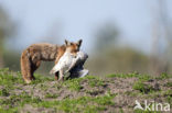 Fox (Vulpes vulpes)