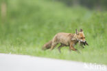 Fox (Vulpes vulpes)