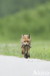 Fox (Vulpes vulpes)