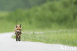 Fox (Vulpes vulpes)