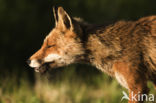 Fox (Vulpes vulpes)