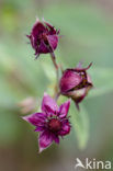 Marsh Cinquefoil (Potentilla palustris)